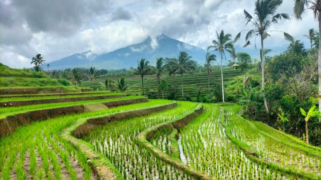 Excursie Rijstvelden Bali